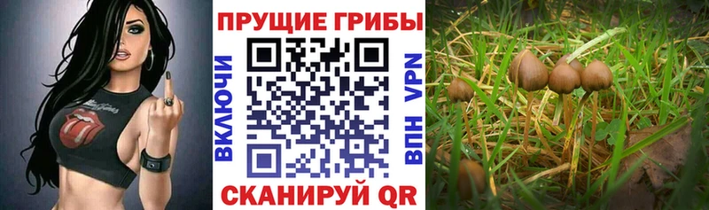 Галлюциногенные грибы GOLDEN TEACHER  Купить закладки  Полесск 